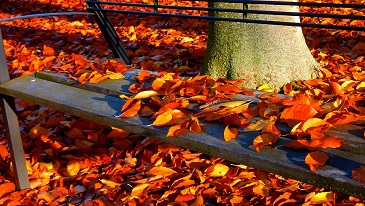 Autumn leaves on stair path
