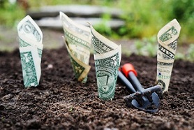 dollar bills growing out of ground